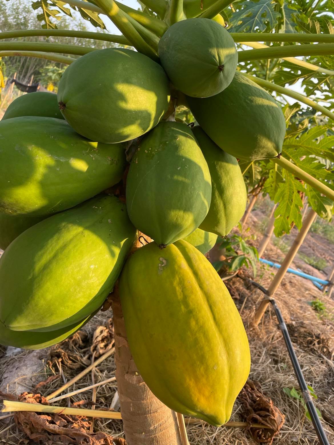 มะละกอทานสุก อินทรีย์100%