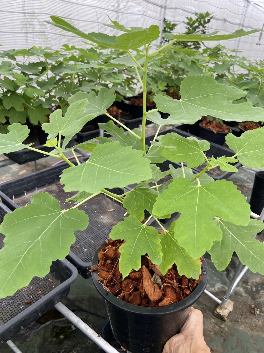 ต้นมะเดื่อฝรั่งbtm 6 ญี่ปุ่น กระถาง 8 นิ้วพร้อมส่ง