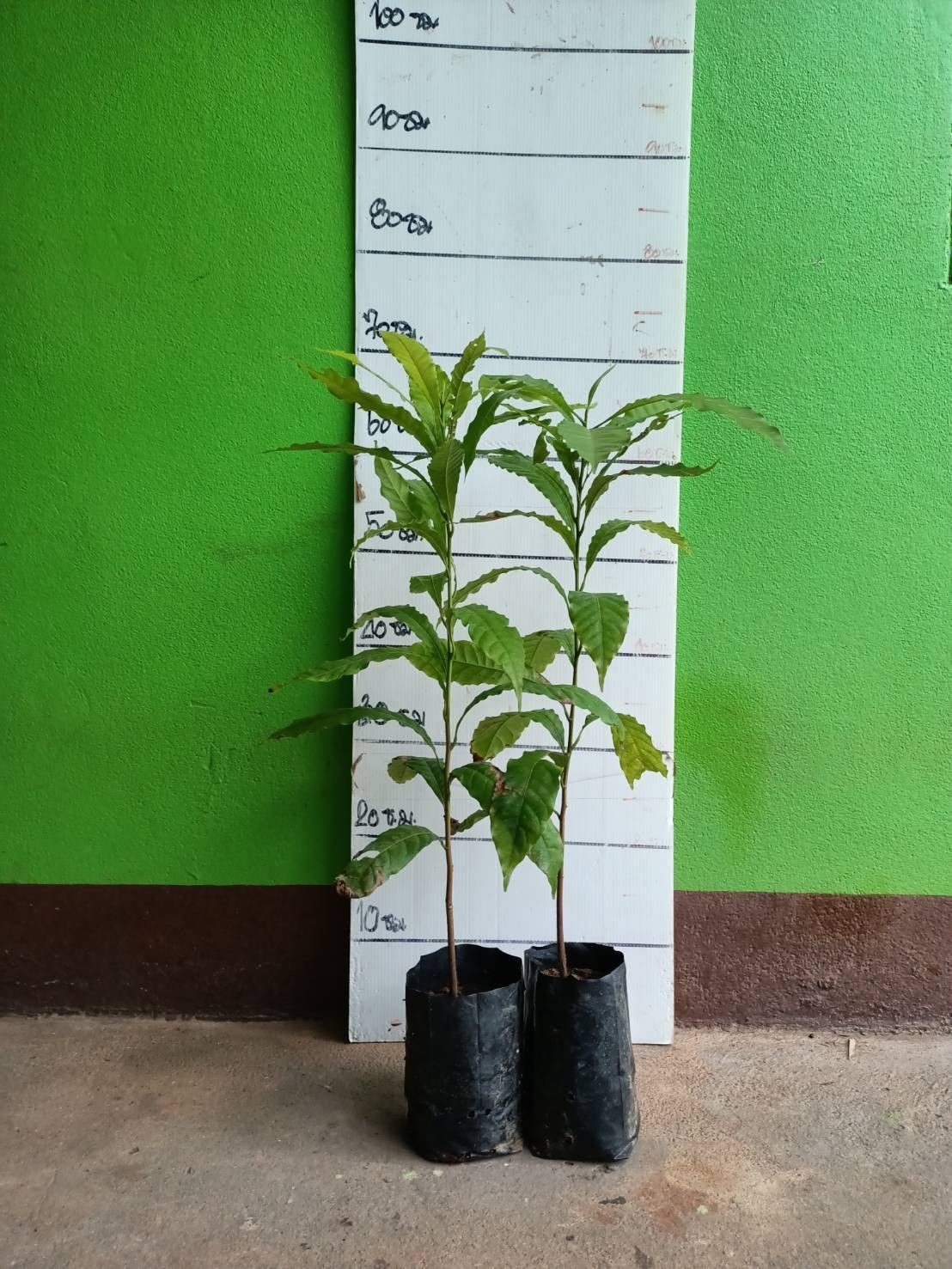 💥ต้นอะบิว เอบิวใต้หวัน ไม้ผลน่าปลูกอร่อยม๊าก