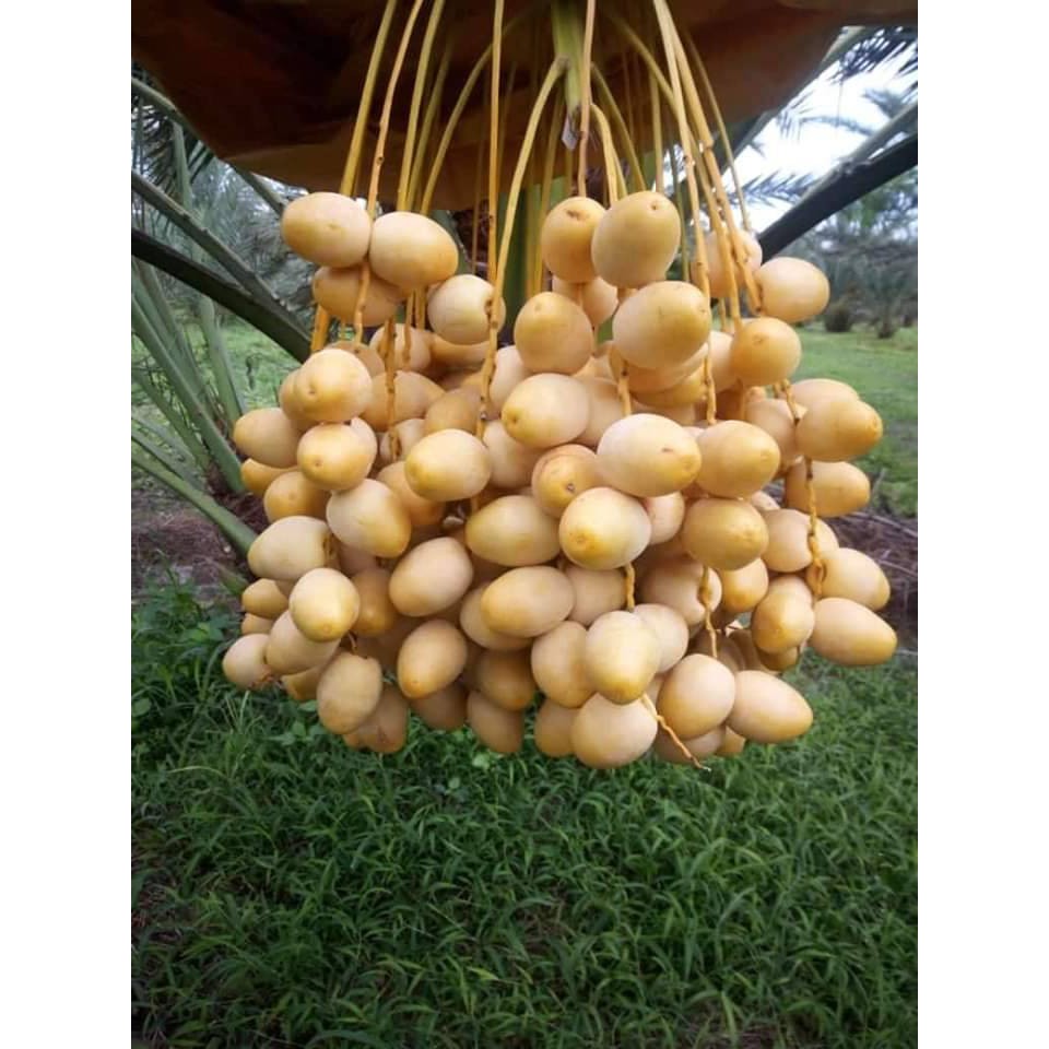 🌴#ต้นอินทผาลัมบาฮี อินทผาลัมทานสด อร่อยกรอบหวานมัน