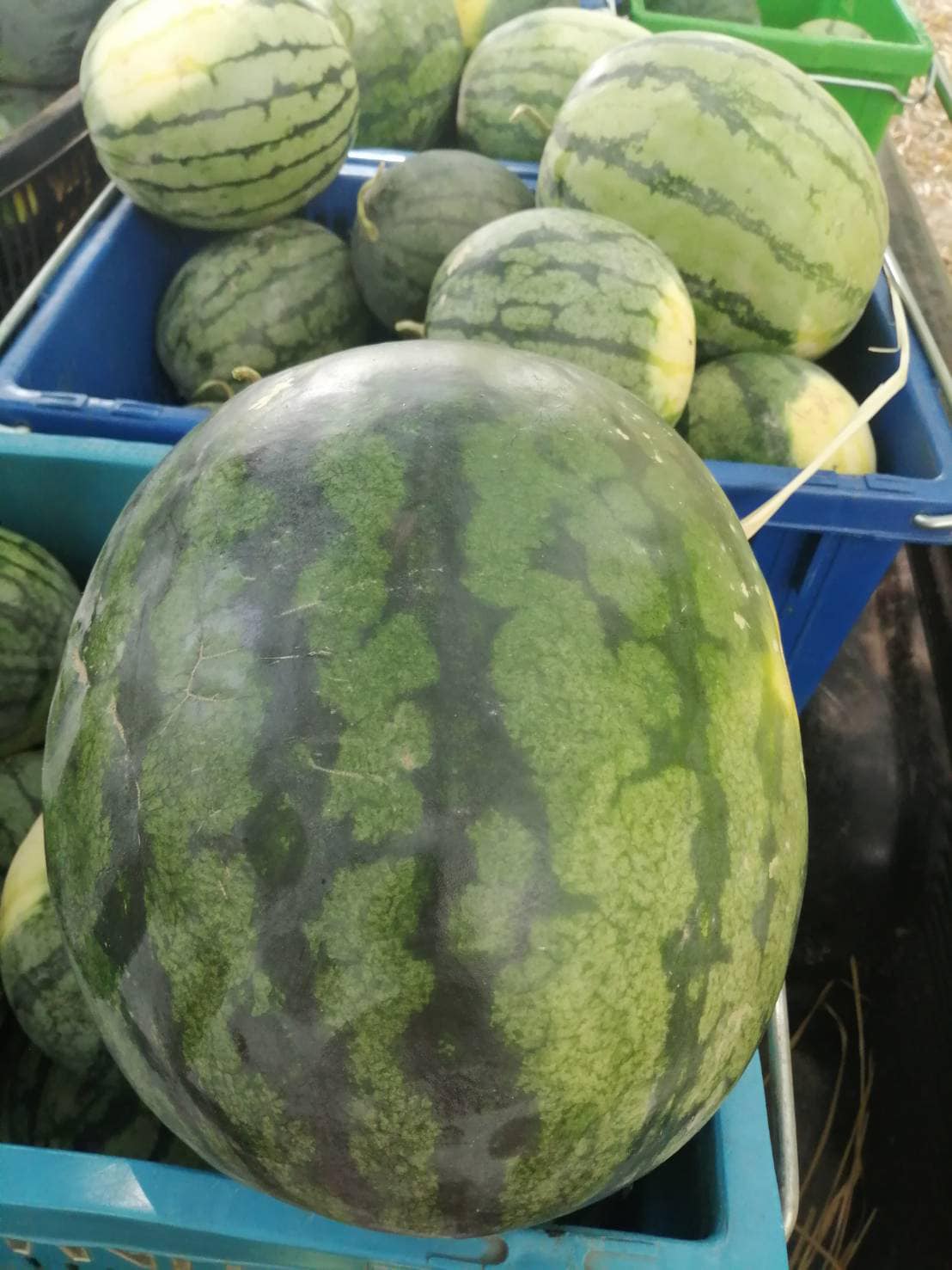 แตงโมอินทรีย์ 100%