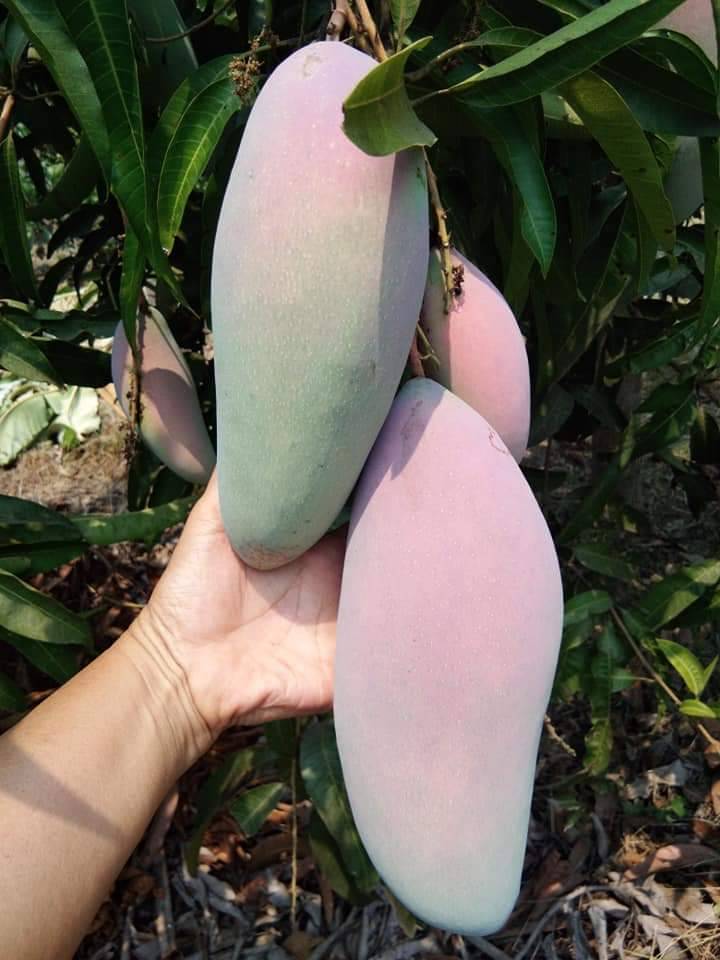 ต้นมะม่วงงาช้างแดง