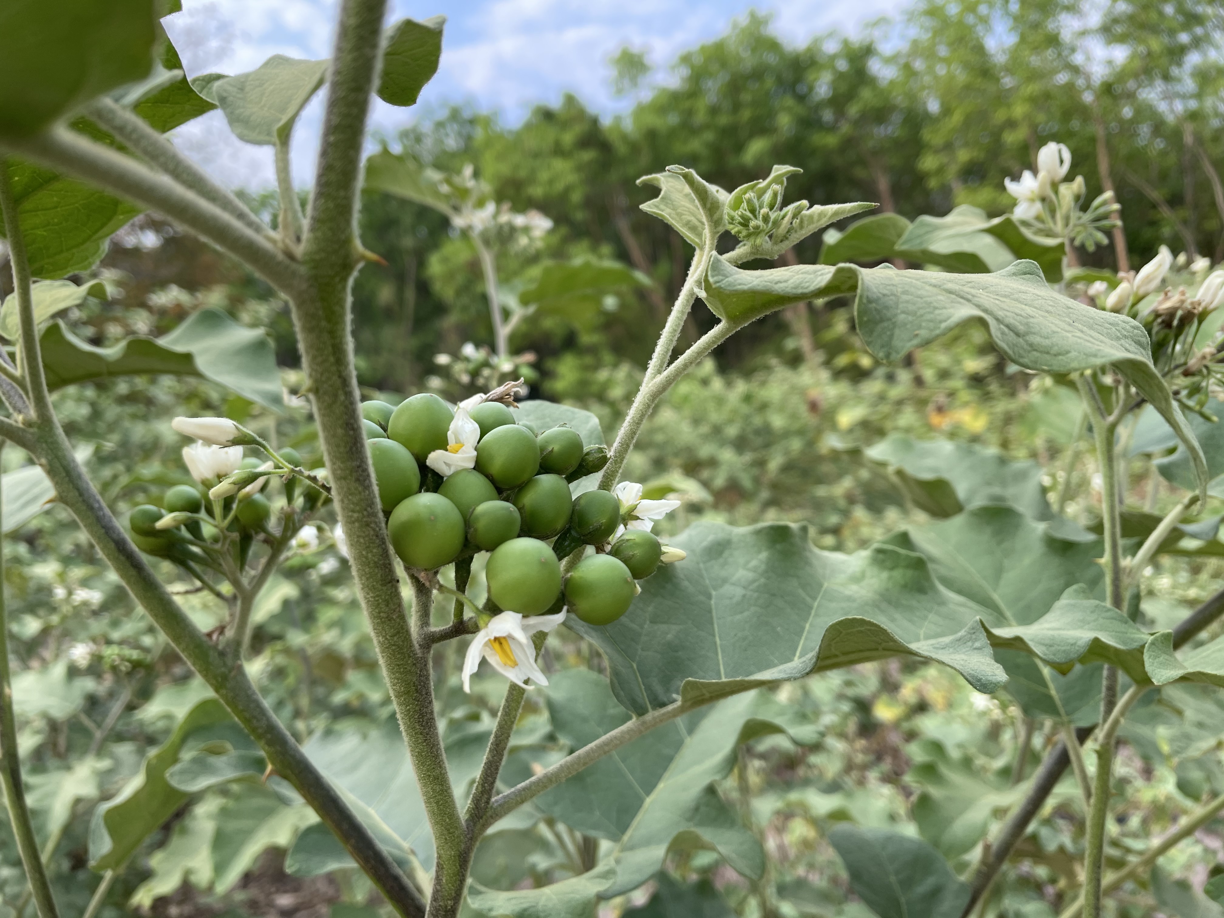 มะเขือพวงอินทรีย์