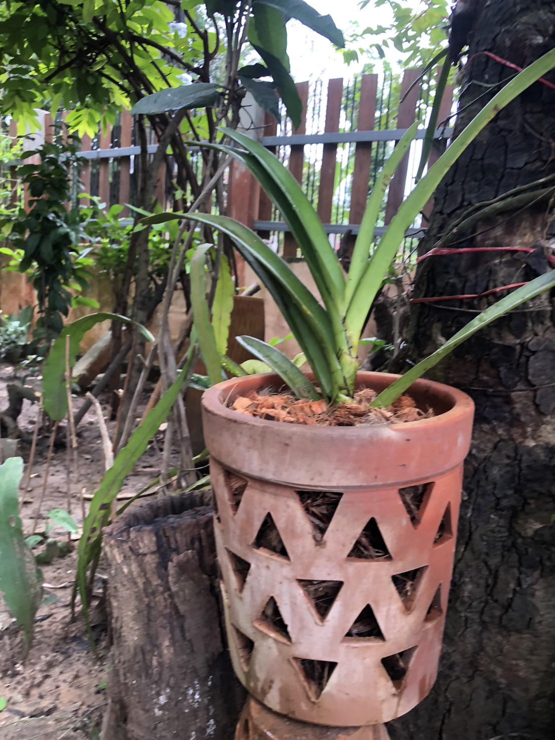 กระถางปลูกกล้วยไม้