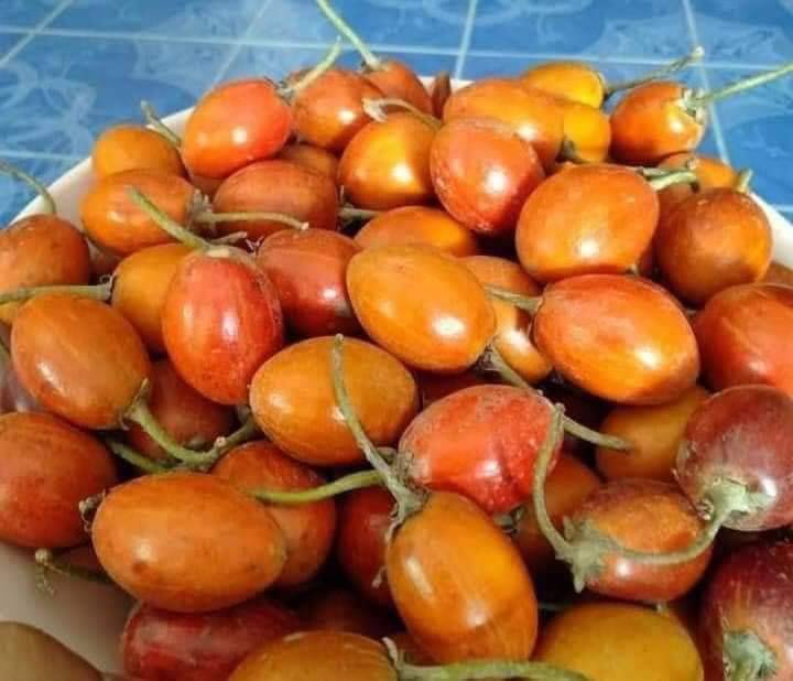 ต้นละมุดสีดา ทาบกิ่งสวยๆ