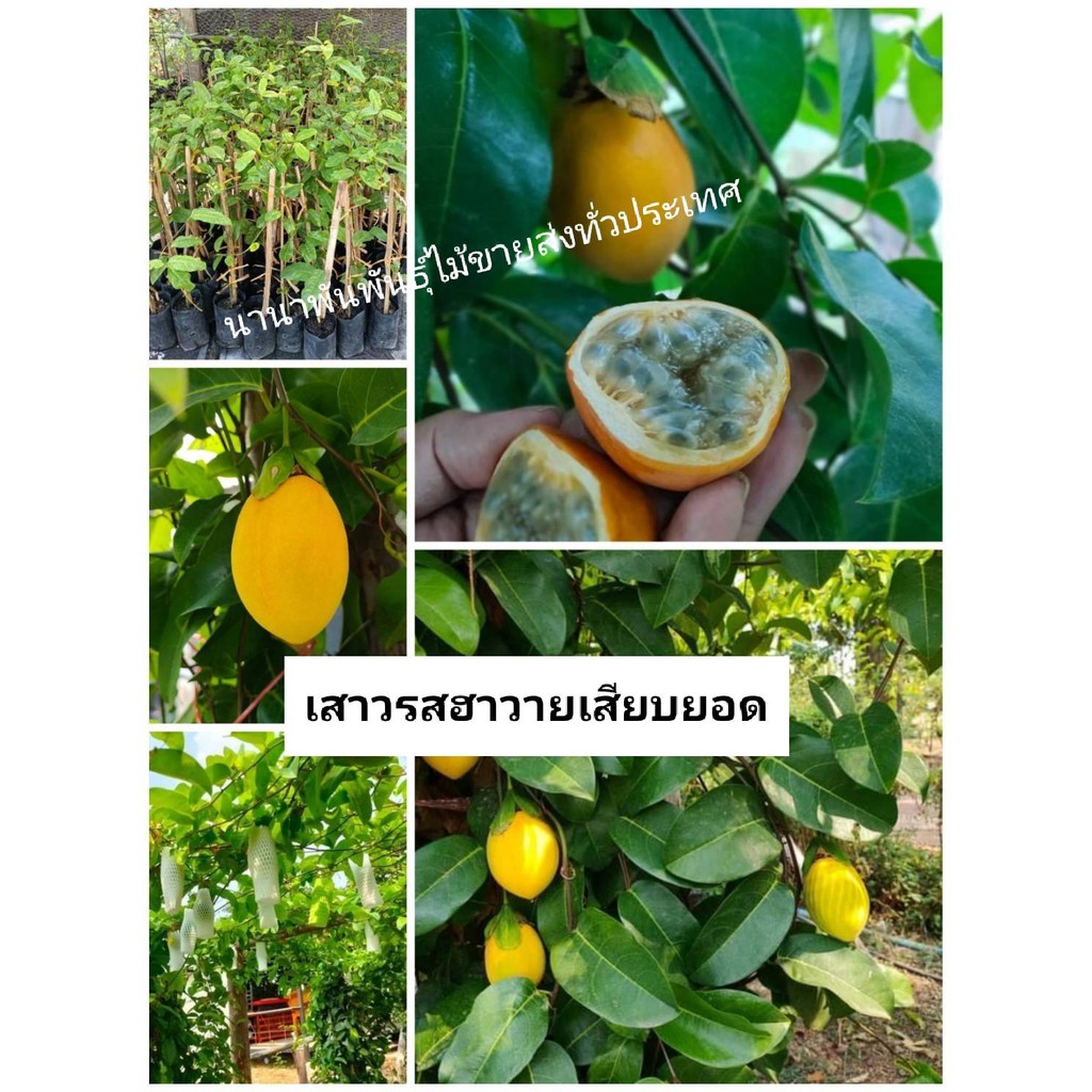 ต้นเสาวรสอาวาย พันธุ์เหลืองหวานหอมอร่อย ขอบอก