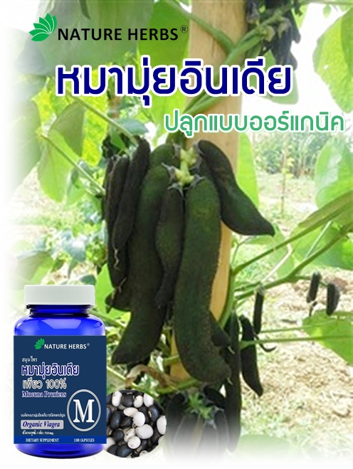 สมุนไพรหมามุ่ยอินเดียแคปซูล 1 ขวด แถม!! หมามุ่ยอินเดีย ขนาด 30 เม็ด 1 ห่อ