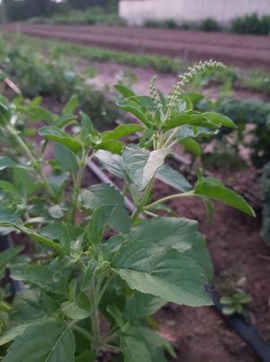 กระเพรา 100 กรัม