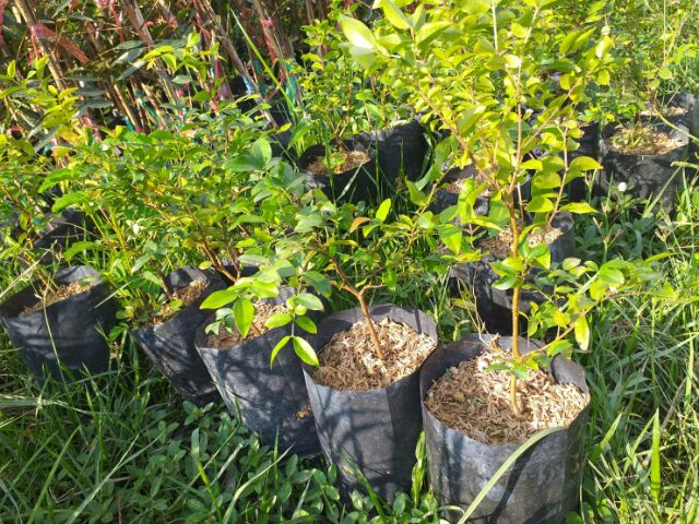 ต้นองุ่นบราซิล ขนาด 20 ชมราคาถูกๆค่ะ