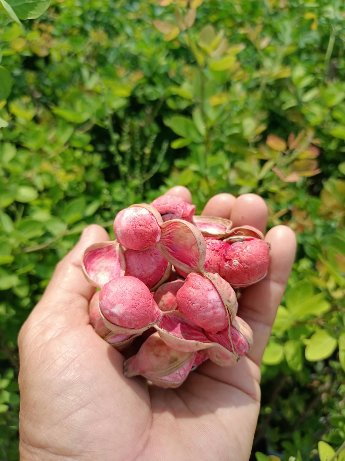 #ต้นมะขามเทศสีชมพู ฝักใหญ่ ผลดก ต้นตอนกิ่ง พร้อมส่งคะ