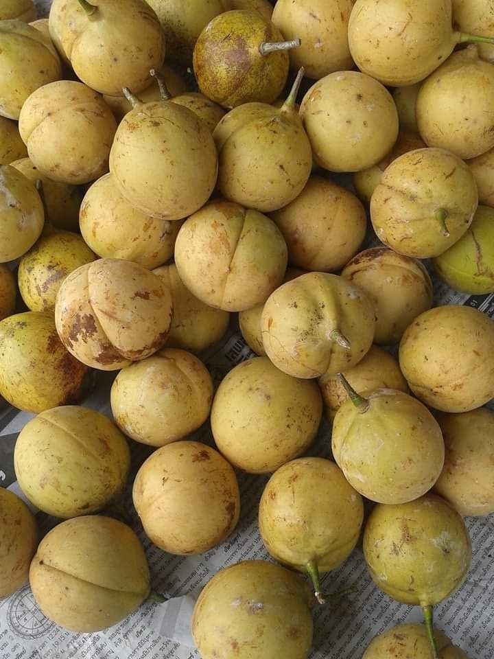 #ต้นจันทร์เทศ ไม้หอม เครื่องเทศ ราคาแพง ต้นพร้อมปลูกจ้า