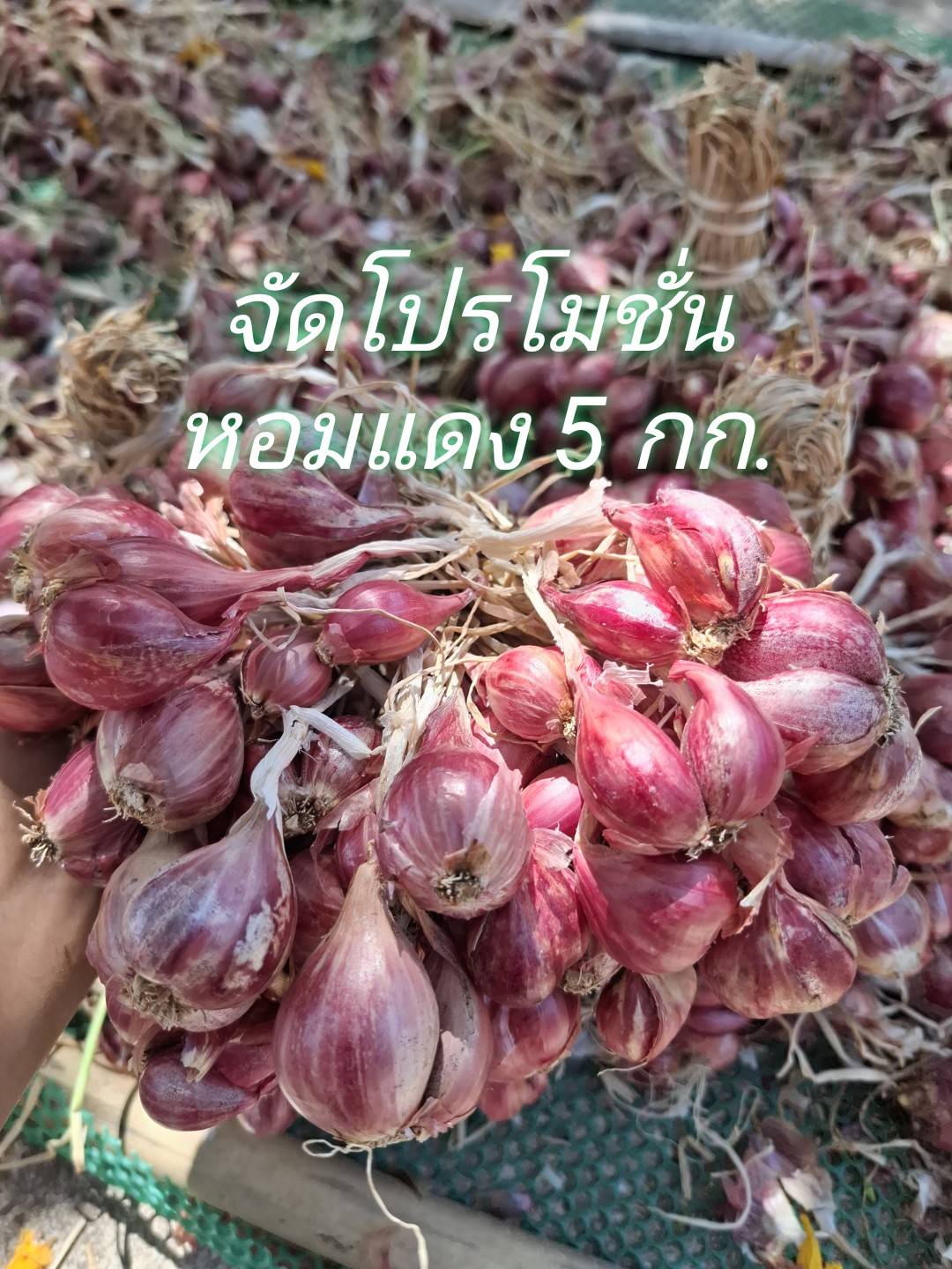 จัดโปรหอมแดง 5 กก. หอมแดงออแกนิค บ้านสวนพราวตะวัน