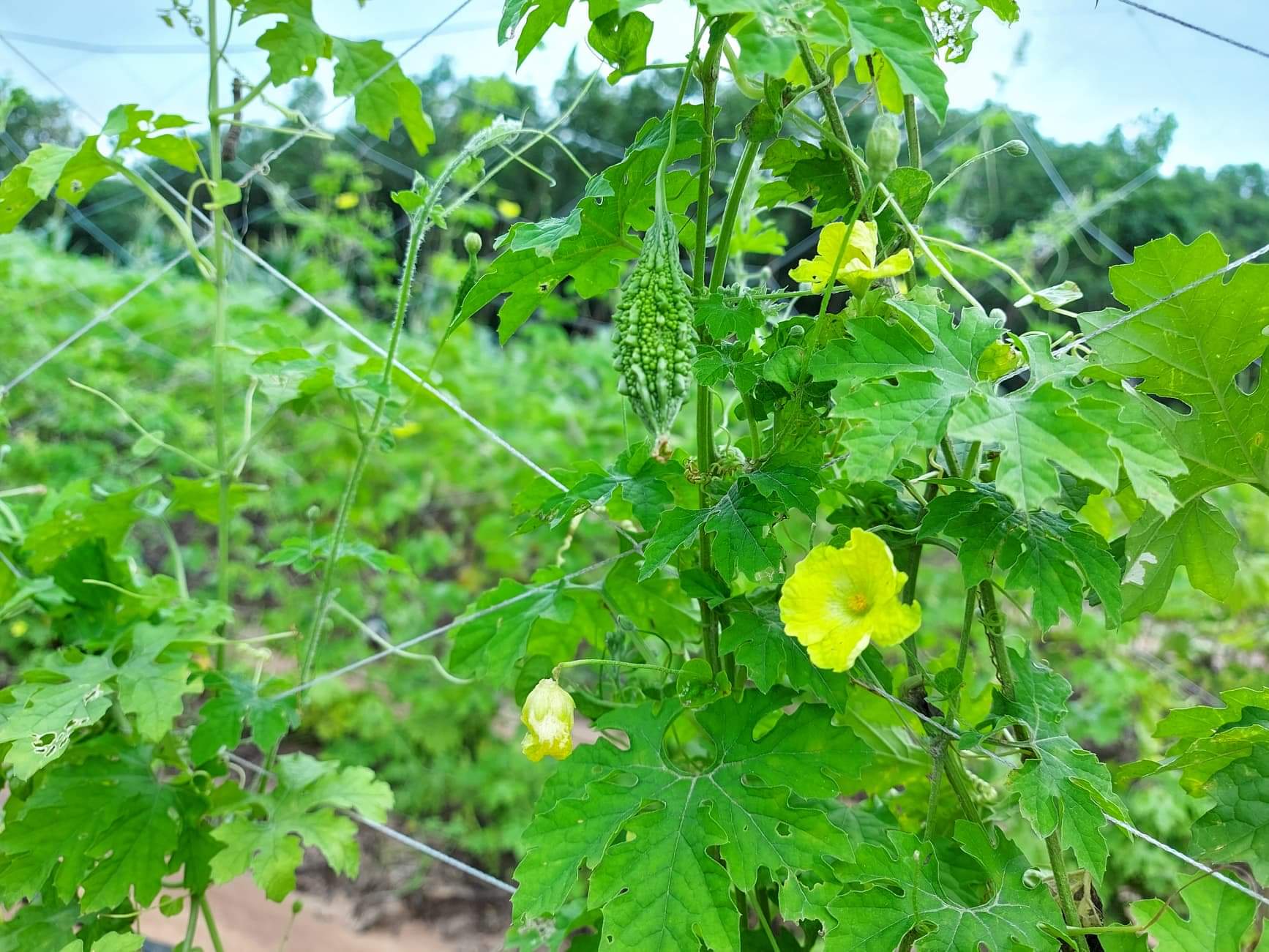มะระญี่ปุ่นอินทรีย์ไร้สารพิษ