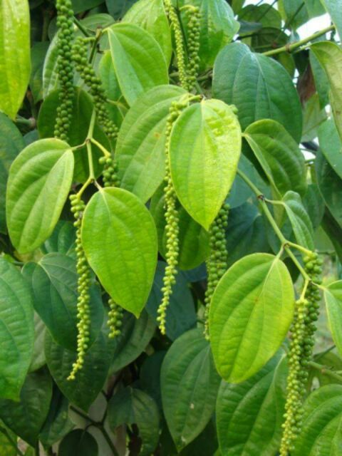 พริกไทยดำเม็ดเกรด🅰1 kg