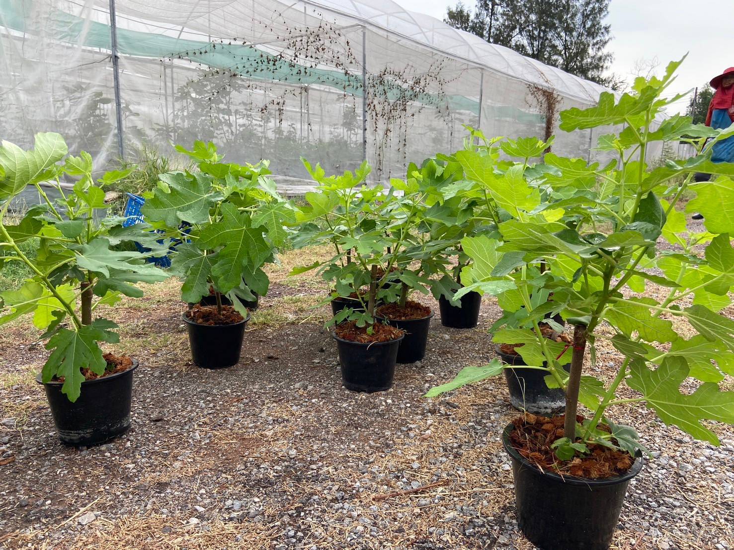 🌰#ต้นมะเดื่อฝรั่งbtm6 สายพันธุ์ญี่ปุ่น กระถาง8นิ้ว