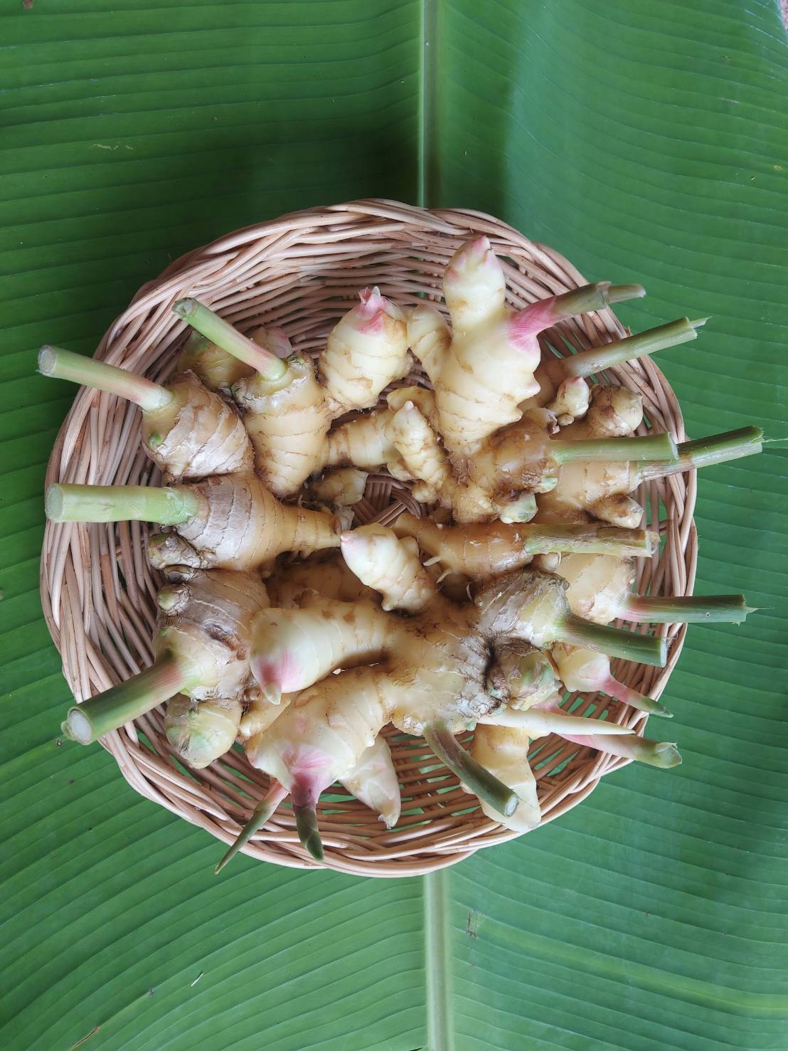 ขิงแก่อินทรีย์ 1,000 กรัม