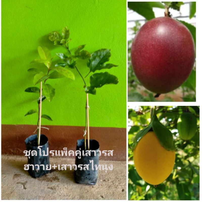 🎀โปรแพ็คคู่ เสาวรสฮาวาย+เสาวรสไทยนุง พร้อมปลูกค่ะ