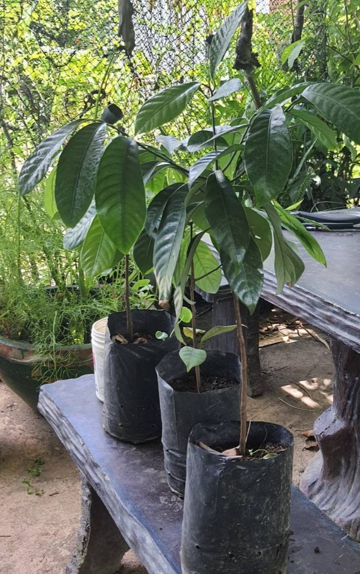 #ต้นจันทร์เทศ ไม้หอม เครื่องเทศ ราคาแพง ต้นพร้อมปลูกจ้า