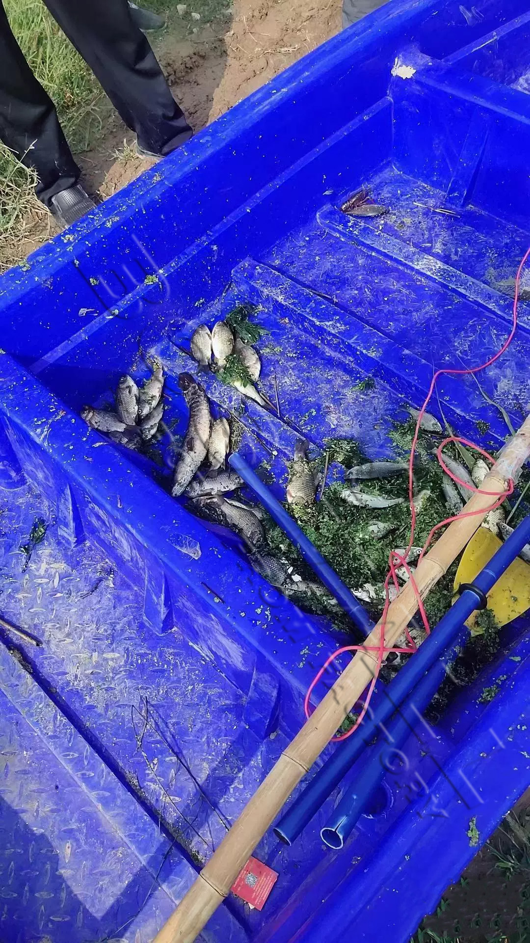เรือขนของ