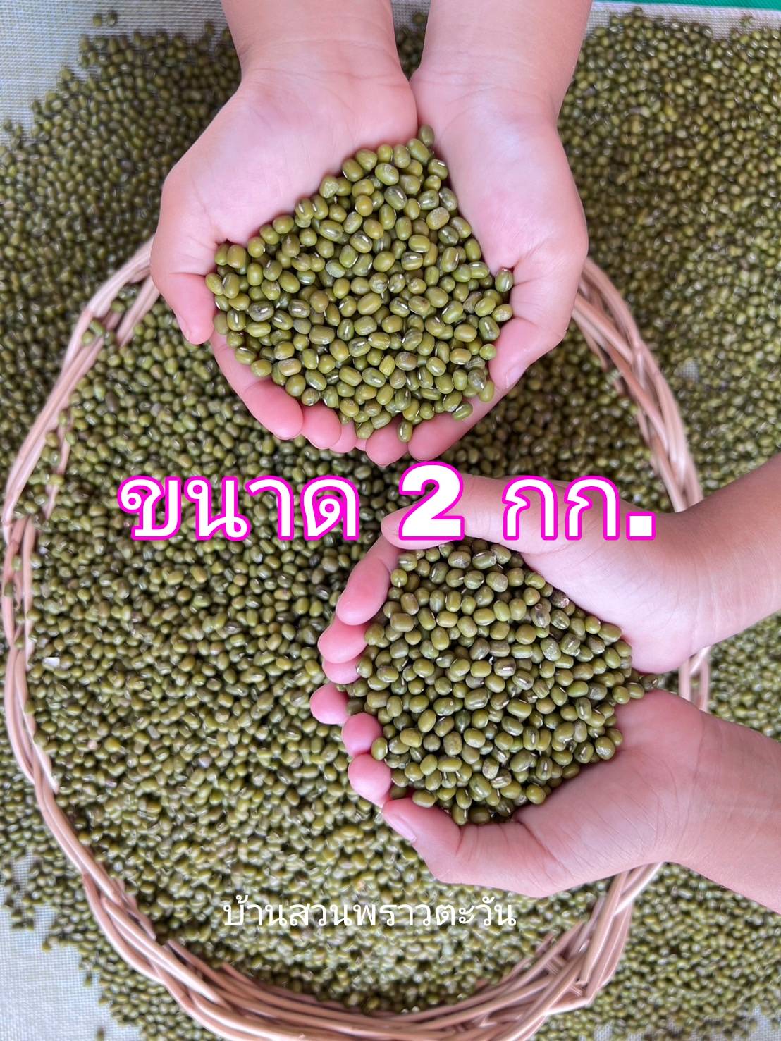 ถั่วเขียว ถั่วเขียวออแกนิค ถั่วเขียวไร้สารพิษ 100%