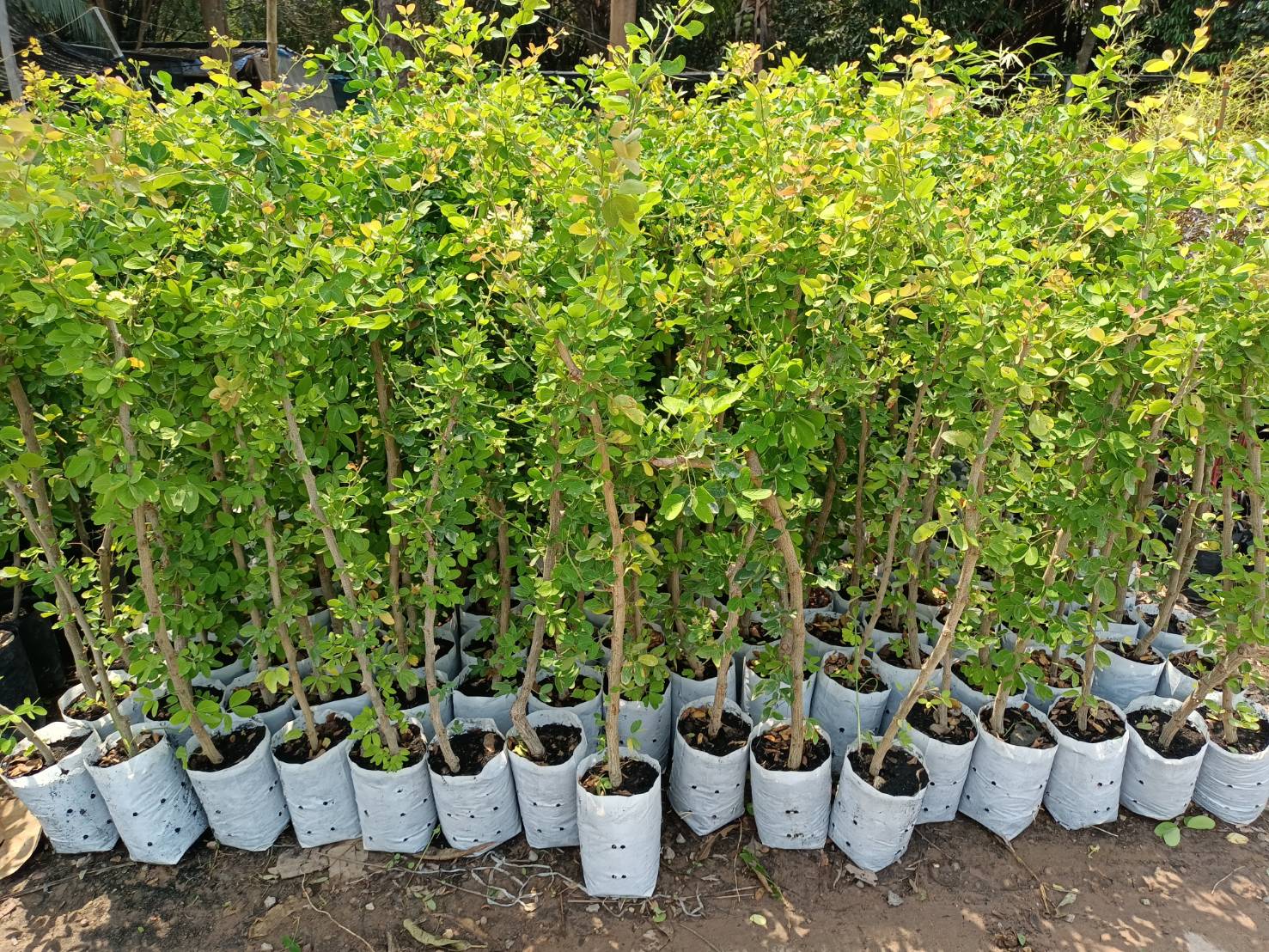 #ต้นมะขามเทศสีชมพู ฝักใหญ่ ผลดก ต้นตอนกิ่ง พร้อมส่งคะ