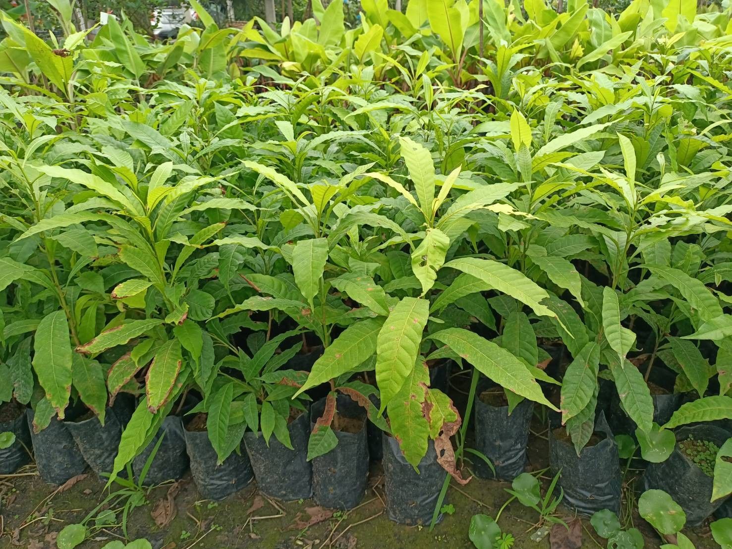 💥ต้นอะบิว เอบิวใต้หวัน ไม้ผลน่าปลูกอร่อยม๊าก