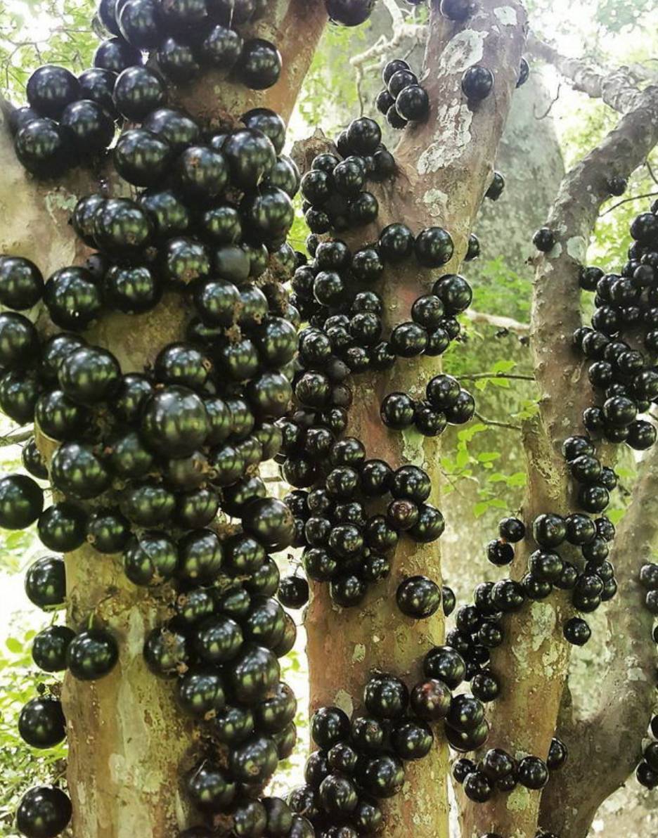 ต้นองุ่่นบราซิล ขนาด 60cm ต้นสวยๆ