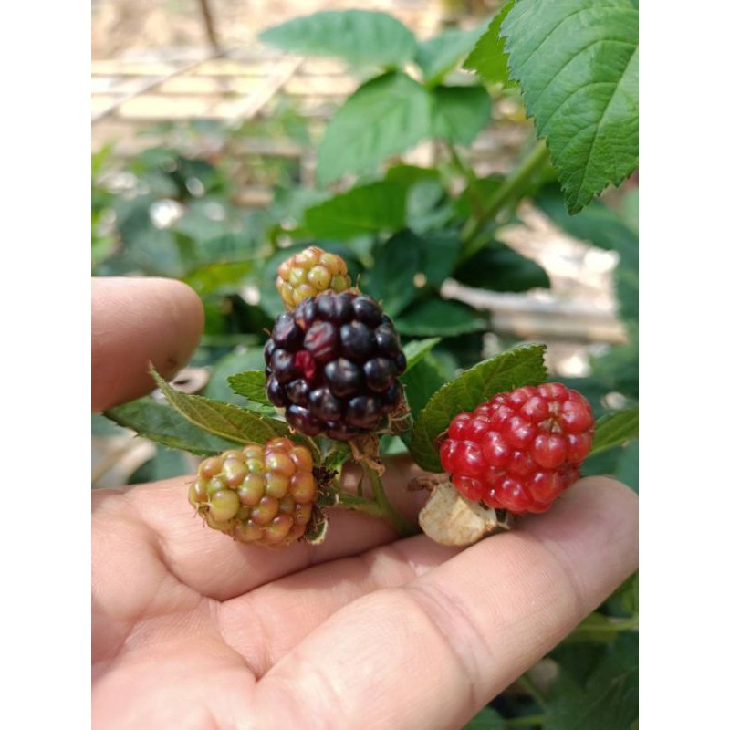 ต้นแบล็คเบอรี่ไร้หนาม ให้ผลผลิตไวปลูกง่าย พร้อมลงปลูกคะ