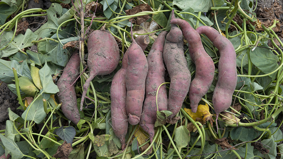 มันญี่ปุ่นอินทรีย์ "โอกินาว่า" อินทรีย์100%