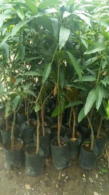 ต้นมะม่วงลิ้นงูเห่า มะม่วงลิ้นงูเห่าผลใหญ่รสมันออกเปรี้ยวนิดๆอร่อยกรอบ