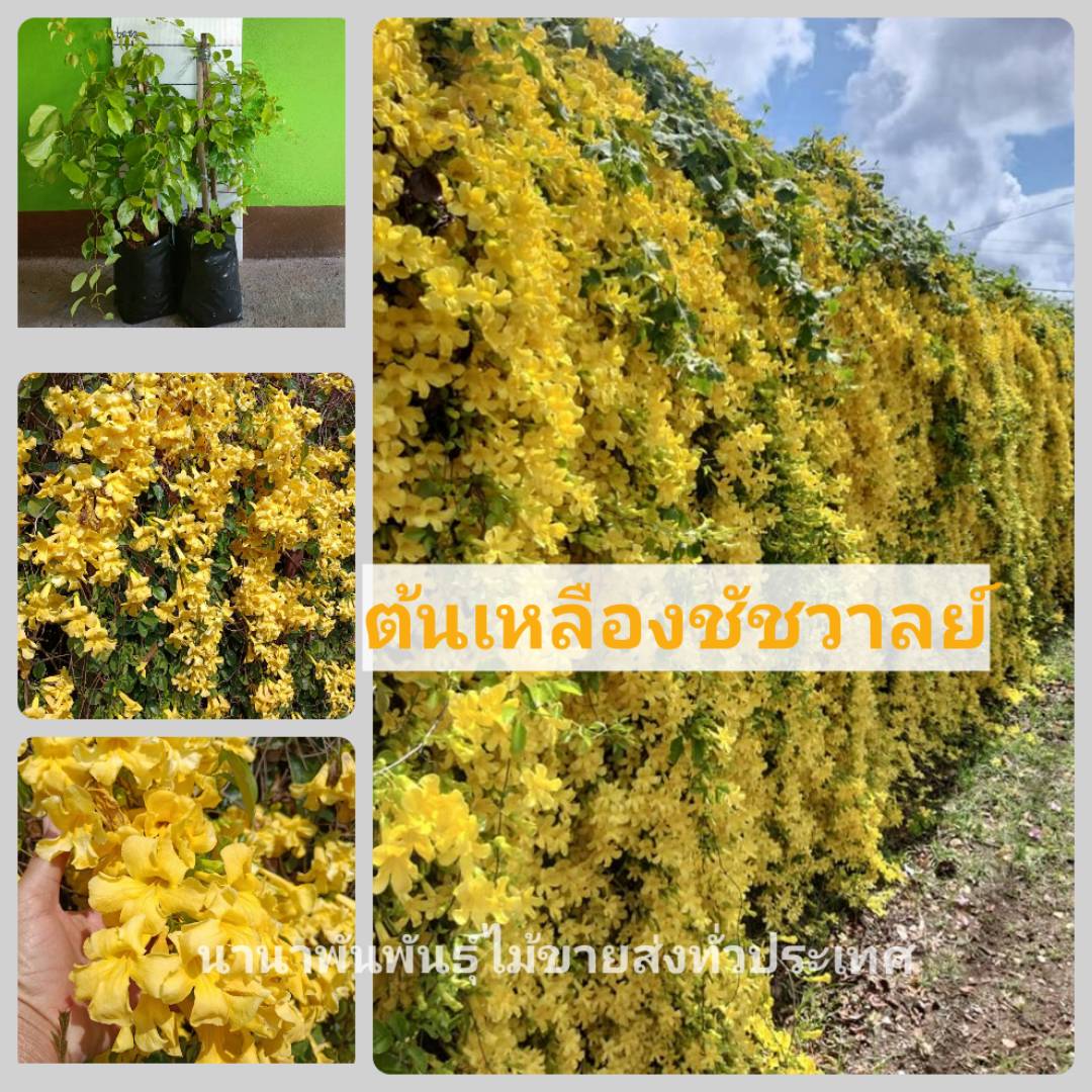 ต้นเหลิองชัชวาลย์ ไม้เถาไม้ทำซุ้ม ตกแต่งหน้าบ้าน สวนให้สวยงาม