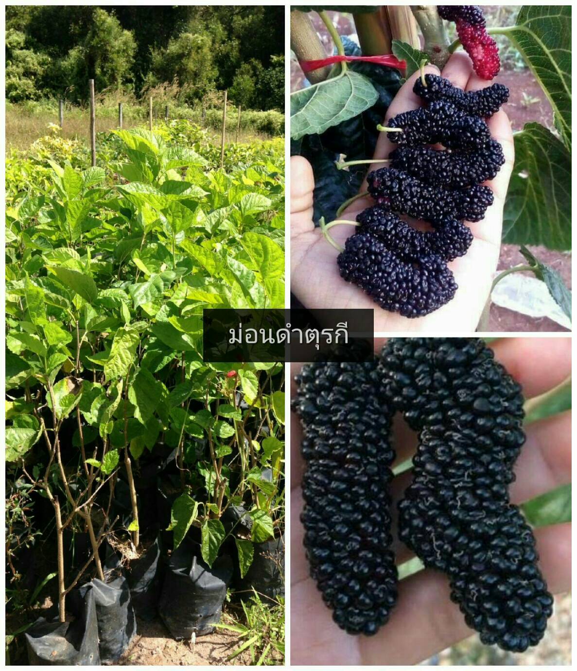 ม่อนดำออสตุรกี