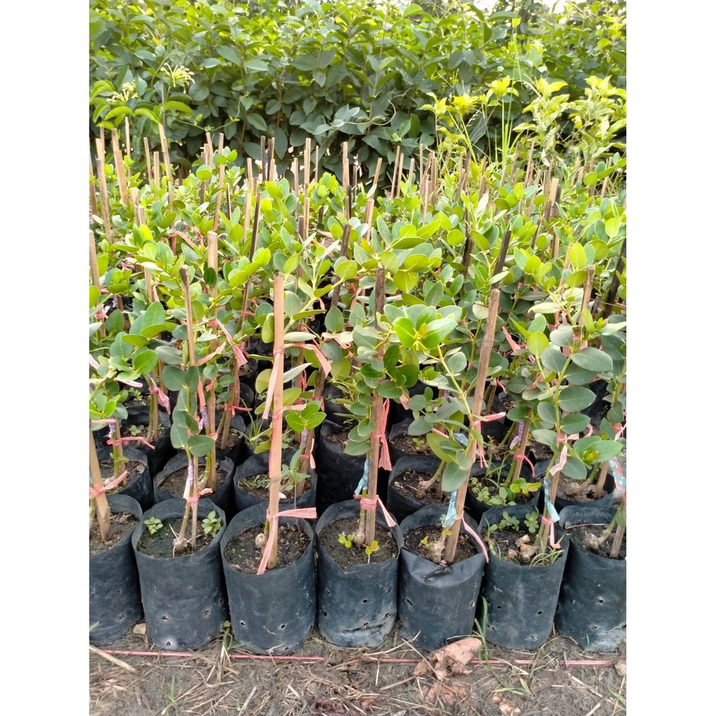 มะม่วงหาวมะนาวโห่ญี่ปุ่น พันธุ์หวานลุกใหญ่ จ้า