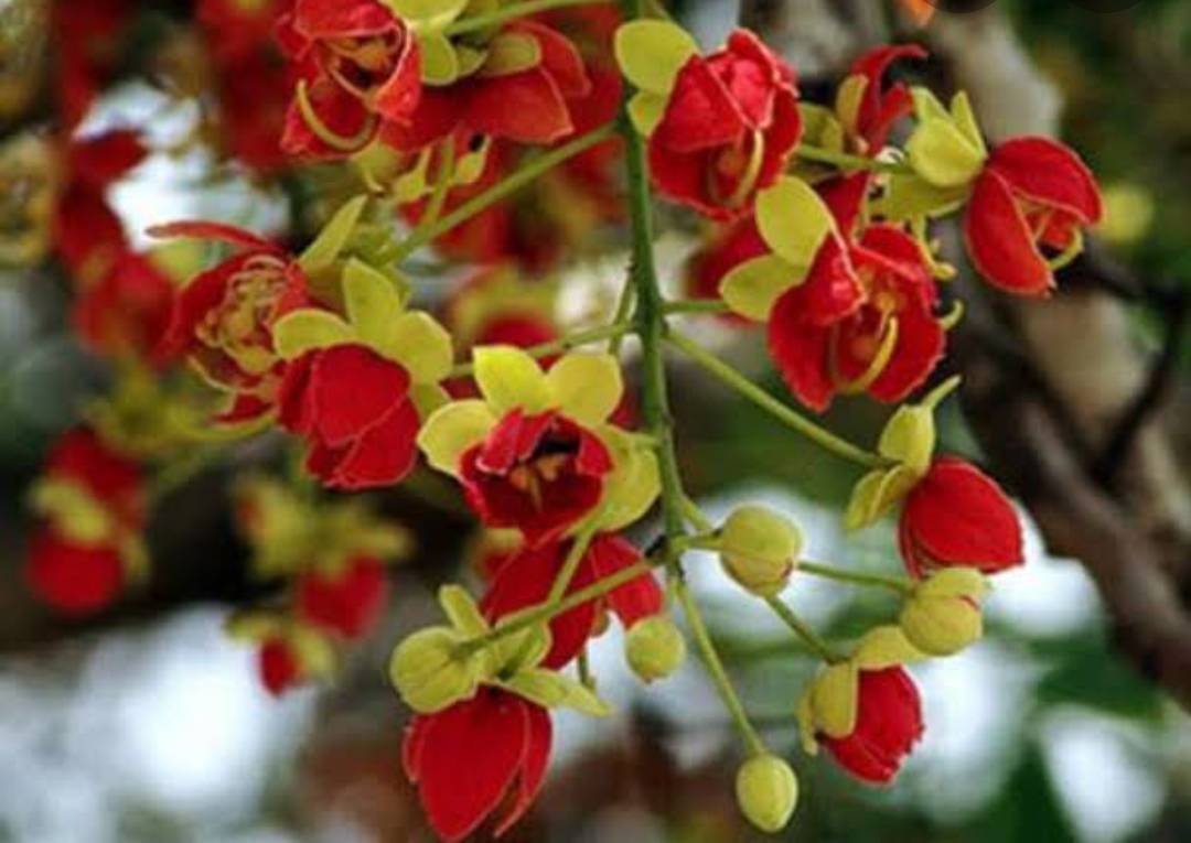 📌📌 ต้นคูนแดง📌📌 คูนแดง ลำต้นโตสวยมากคะ “คูนแดง” มีถิ่นกำเนิดจาก ประเทศออสเตรเลีย