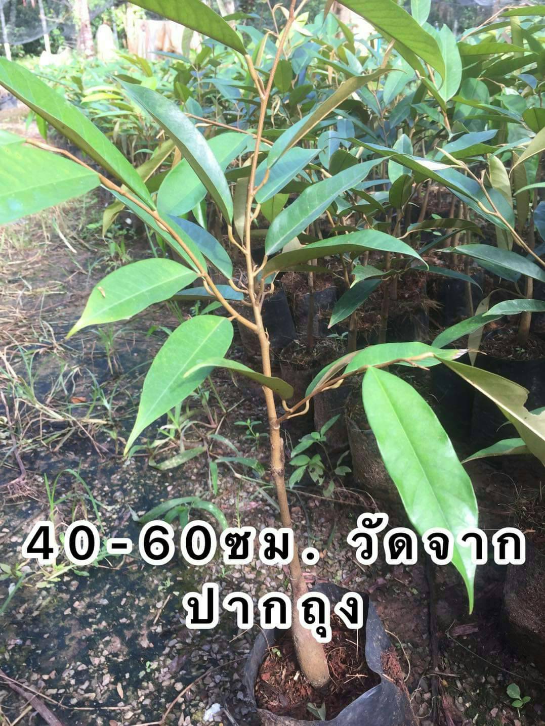 ต้นทุเรียนก้านยาว