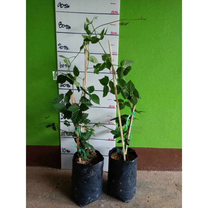 ต้นแบล็คเบอรี่ไร้หนาม ให้ผลผลิตไวปลูกง่าย พร้อมลงปลูกคะ