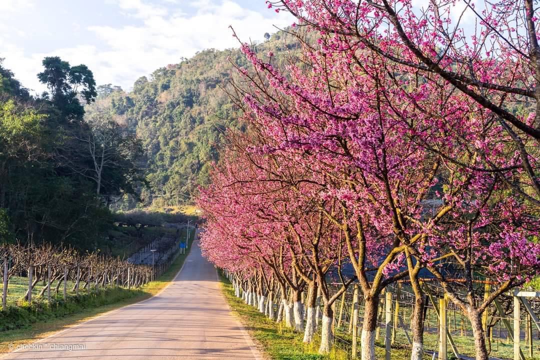 ต้นพญาเสือโคร่ง ซากุระเมืองไทย