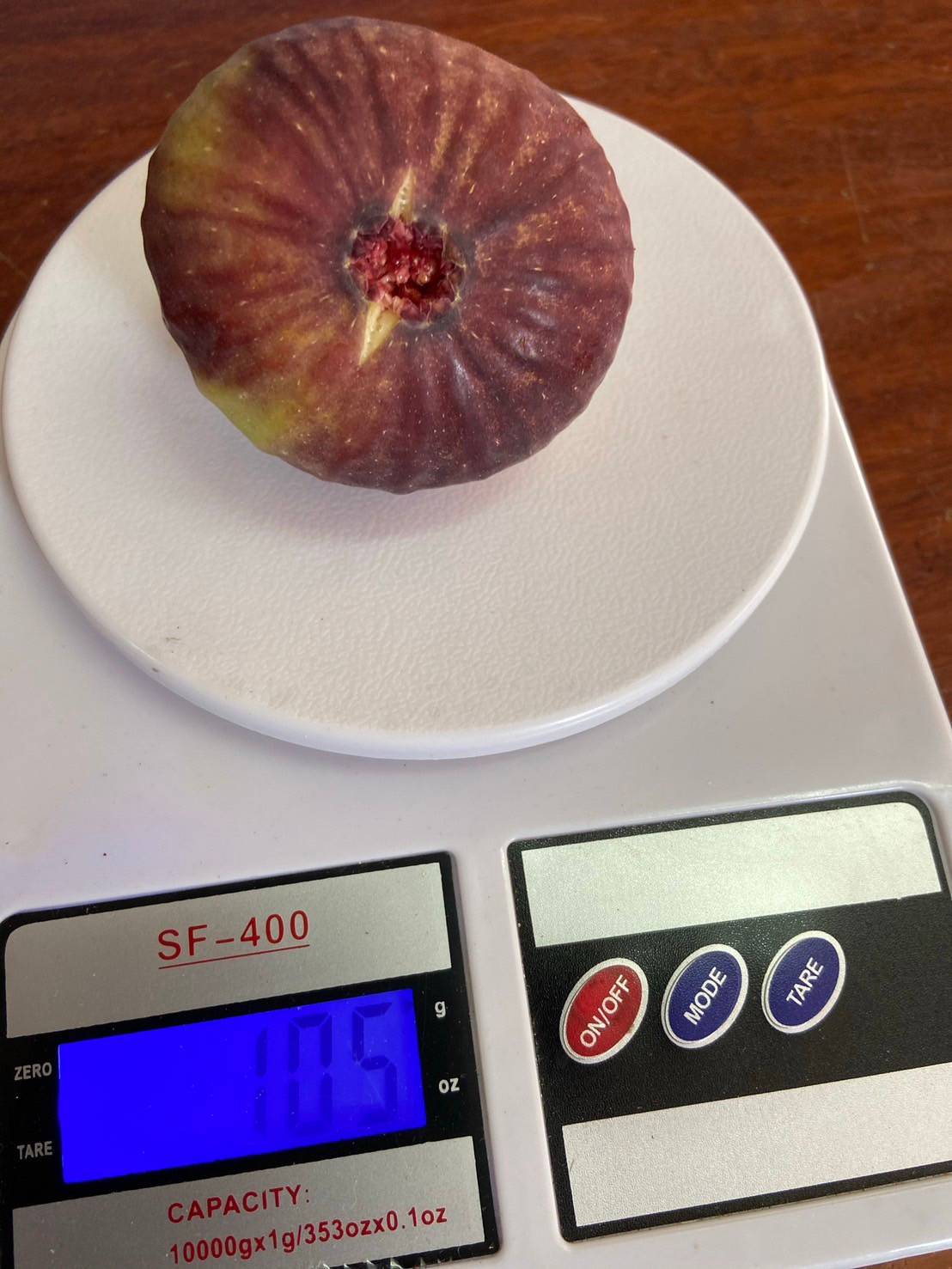 🌰#ต้นมะเดื่อฝรั่งbtm6 สายพันธุ์ญี่ปุ่น กระถาง8นิ้ว