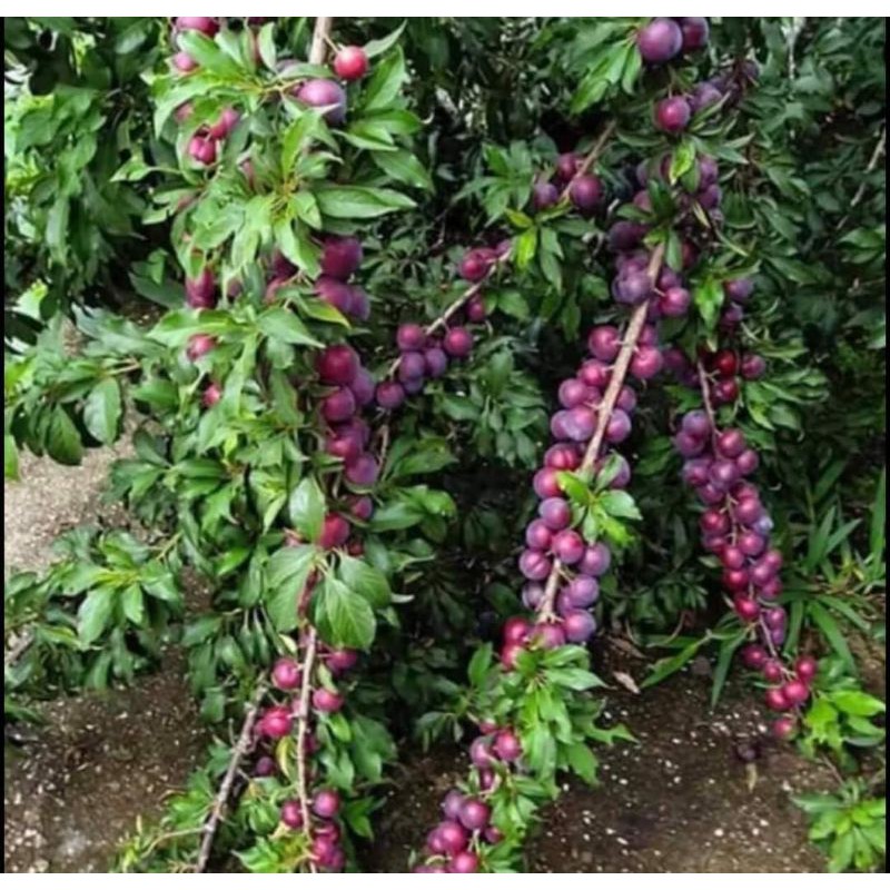 💢ต้นเชอรี่ดอย พร้อมปลูกจ้า