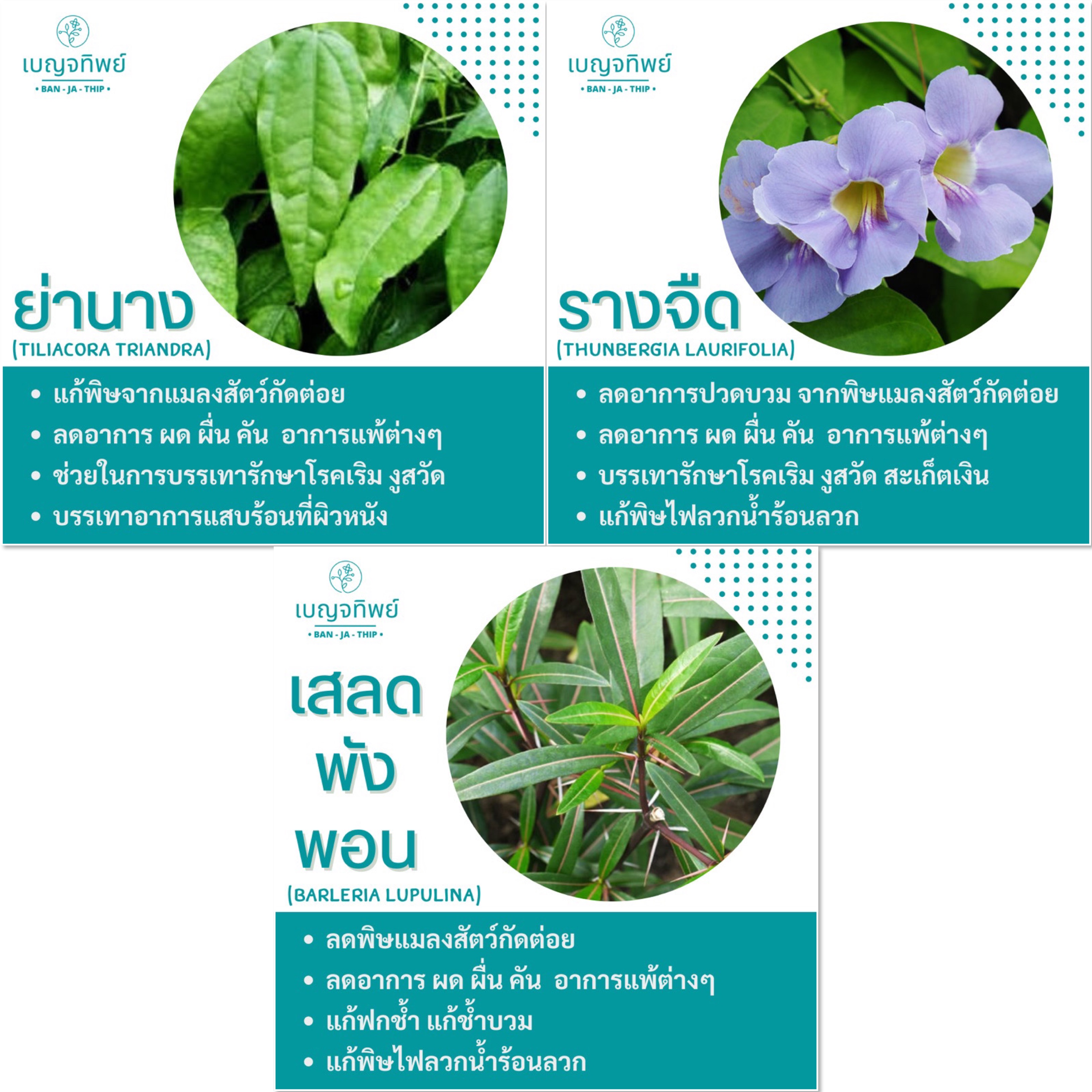 เบญจทิพย์ บาล์มสมุนไพรแท่ง สูตร ย่านาง&รางจืด ขนาด 15 ml.