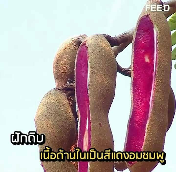 ต้นมะขามแดงสยาม