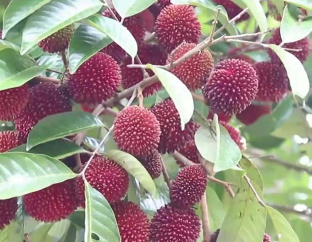 ต้นเงาะลิ้นจี่ ไม้แปลกสามารถปลูกในไทยให้ผลแล้ว