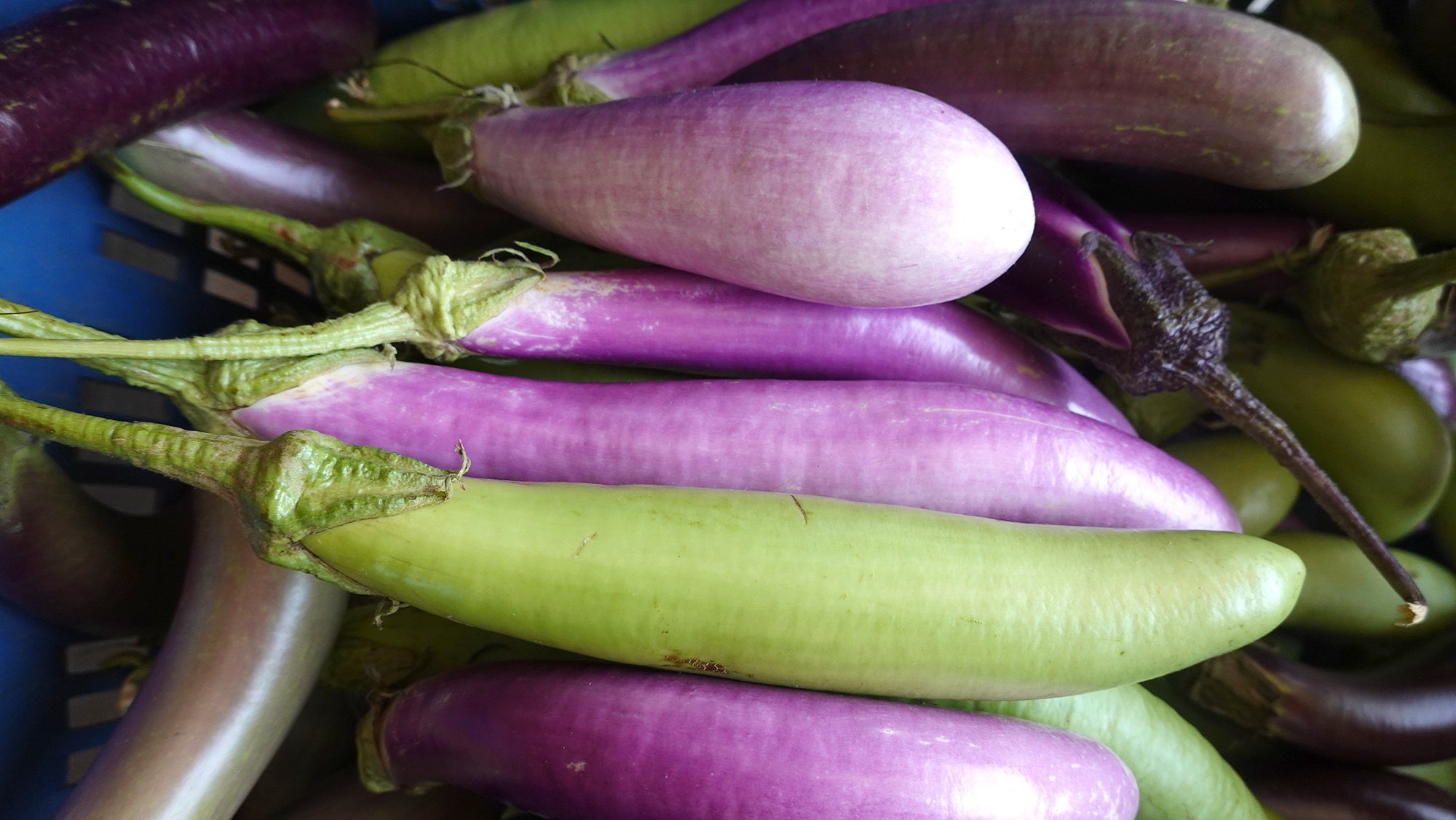 มะเขือยาวอินทรีย์ บรรจุ500กรัม