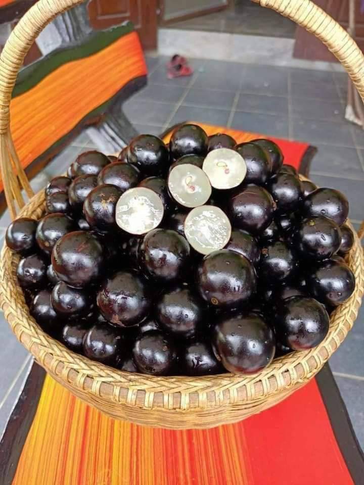 ต้นองุ่่นบราซิล ขนาด 60cm ต้นสวยๆ