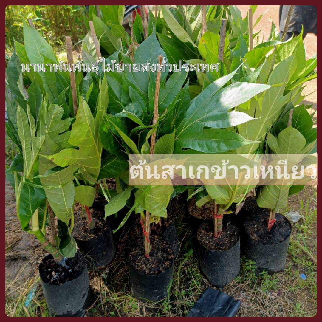 ต้นสาเกข้าวเหนียว ต้นตอนขนาด 50-60 cm พร้อมส่งคะ