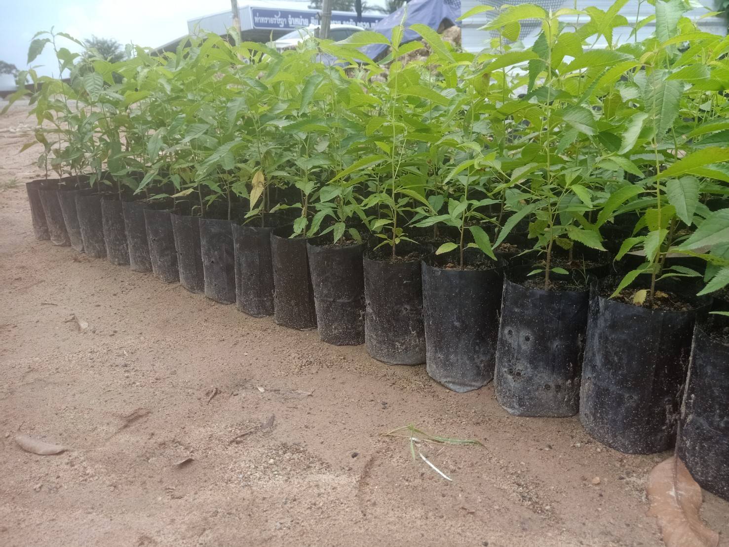 ต้นพญาเสือโคร่ง ซากุระเมืองไทย