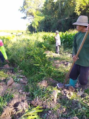 กระชาย ออแกนิค 500กรัม