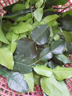 ใบมมะกรูด 100-150 กรัม