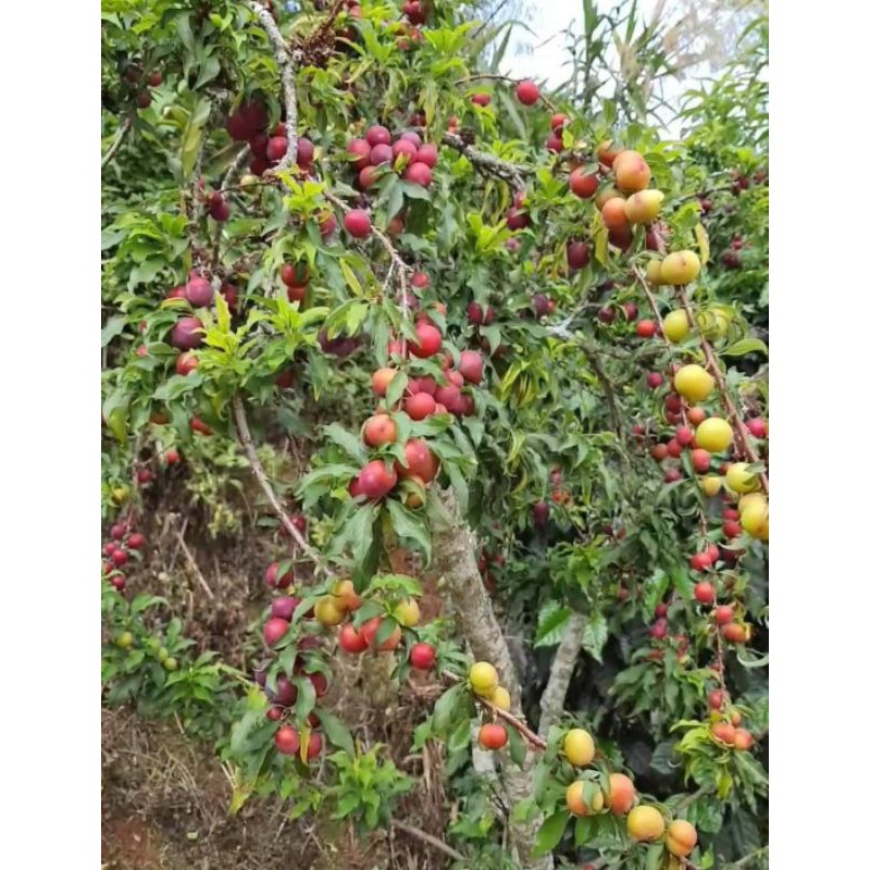 💢ต้นเชอรี่ดอย พร้อมปลูกจ้า