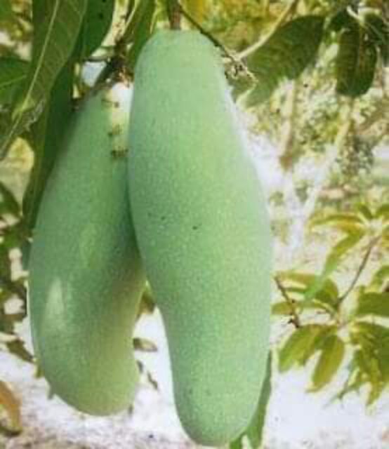 ต้นมะม่วงลิ้นงูเห่า มะม่วงลิ้นงูเห่าผลใหญ่รสมันออกเปรี้ยวนิดๆอร่อยกรอบ